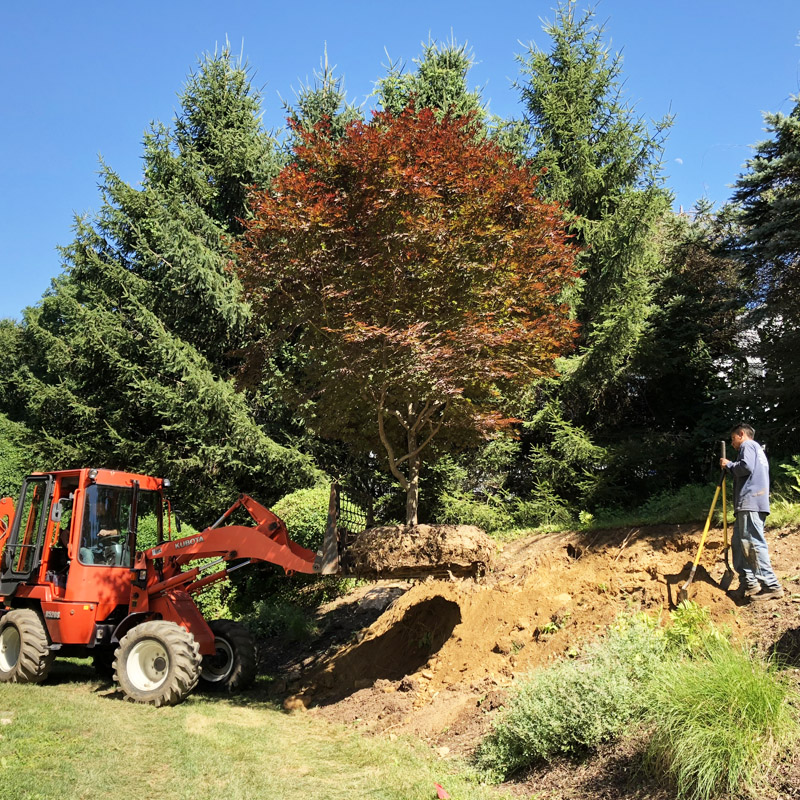 installation-tree-brighter - Copy Tree Installation in Fairfield County CT